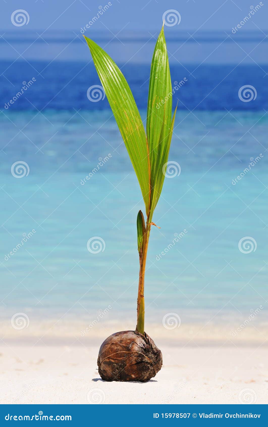 Coconut sprout stock image. Image of sunlight, life, green - 15978507