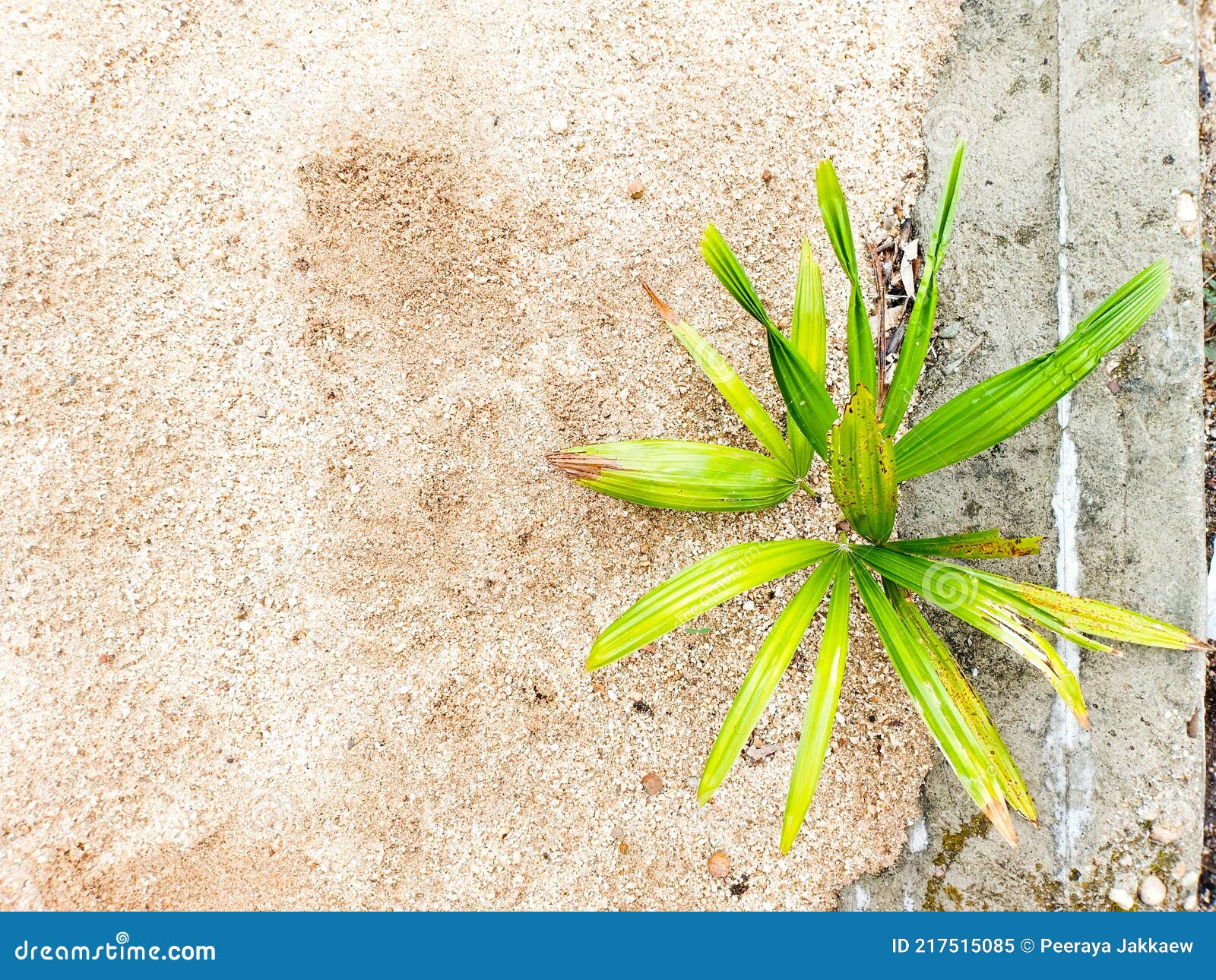 Coconut Sprout Growing Near the Cement and Sand Stock Image Image of landscape, seed 217515085