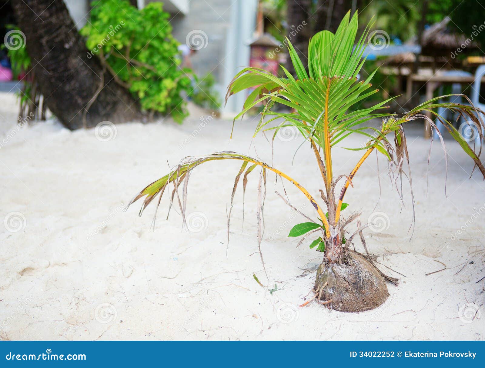 Coconut Sprout Growing on a Tropical Beach Stock Photo Image of beach, seedling 34022252