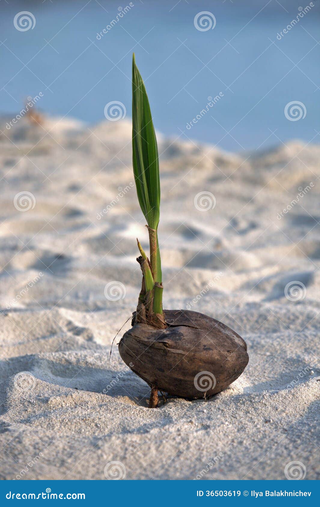 Coconut with Sprout on the Sand Stock Image - Image of energy, sand ...