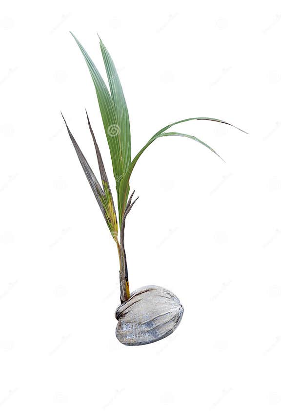 Coconut sprouts stock photo. Image of palm, sprouting 46750340