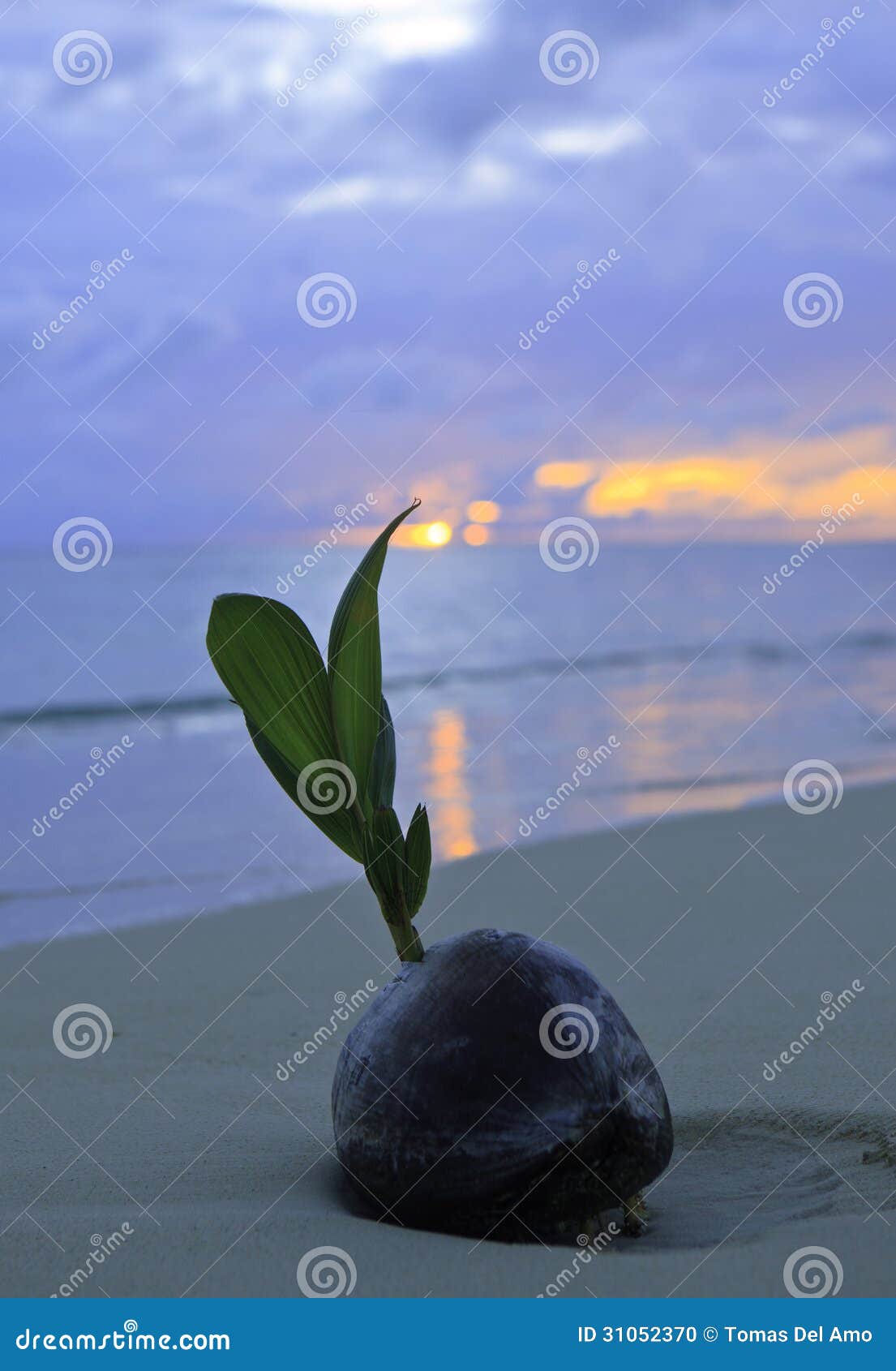 Coconut at Sunrise on the Beach Stock Photo - Image of beach, alone ...