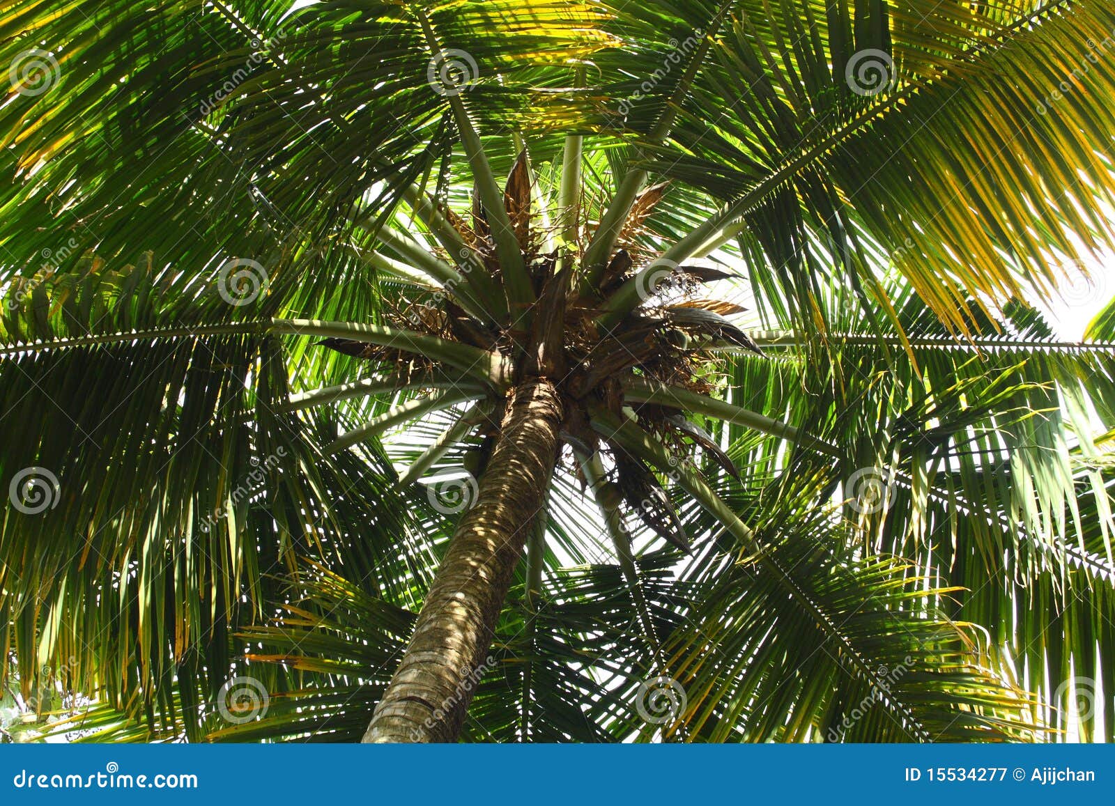 Coconut tree stock image. Image of agriculture, vegetation - 15534277