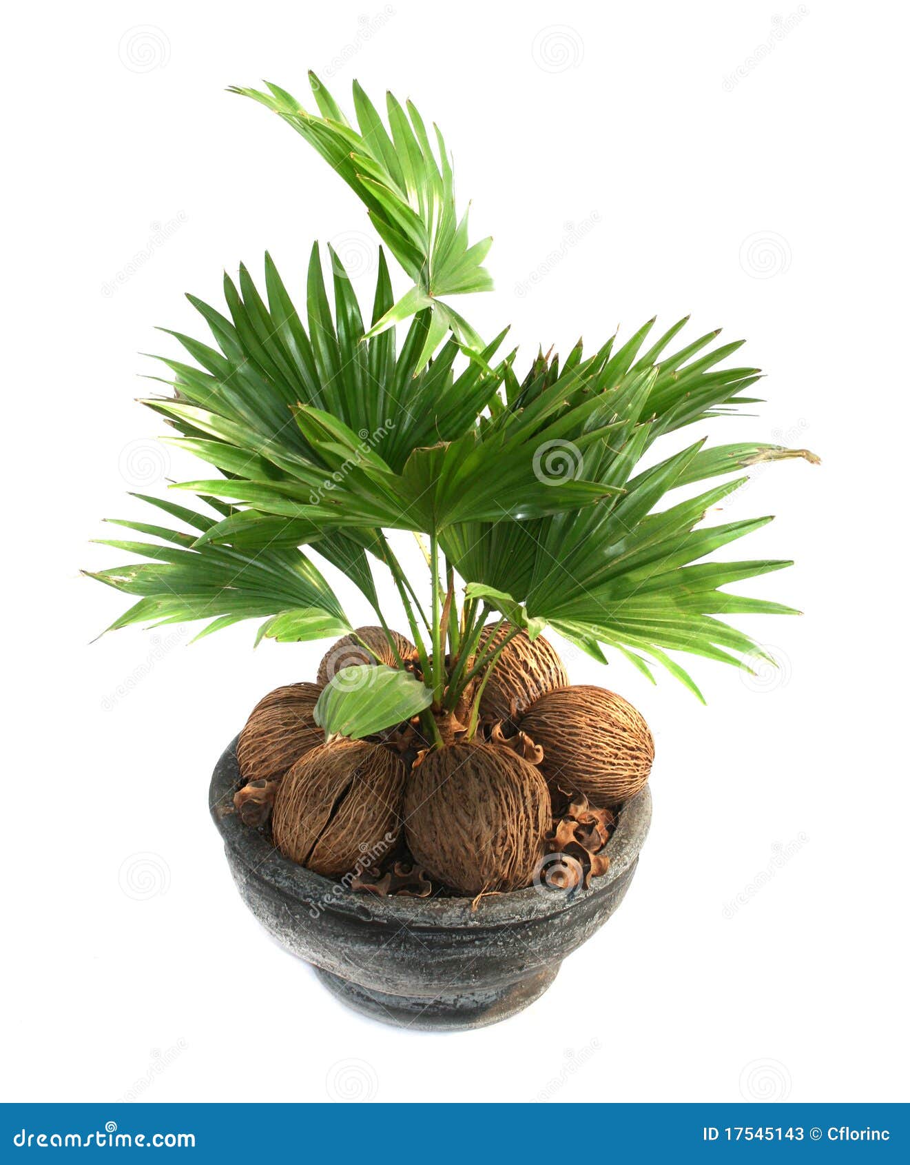 coconut tree 17545143