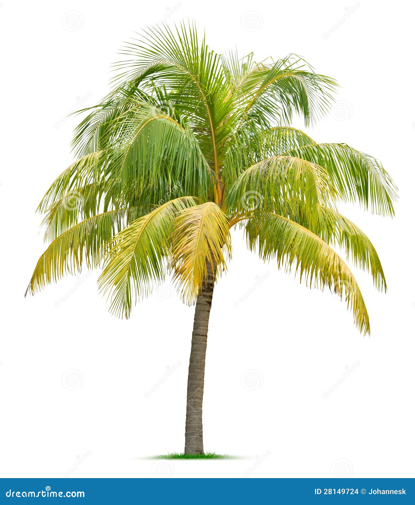 coconut tree 28149724