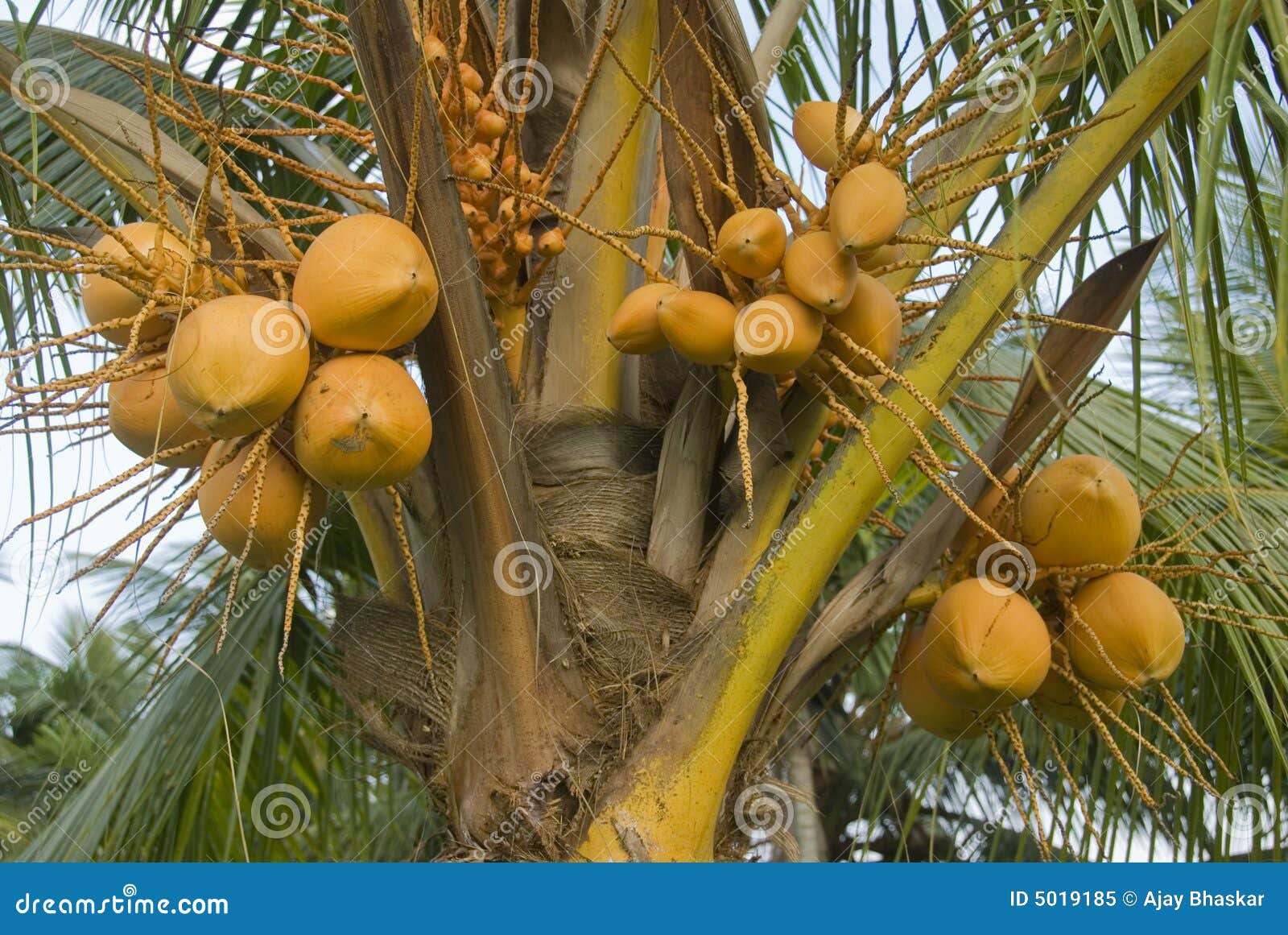 coconut tree