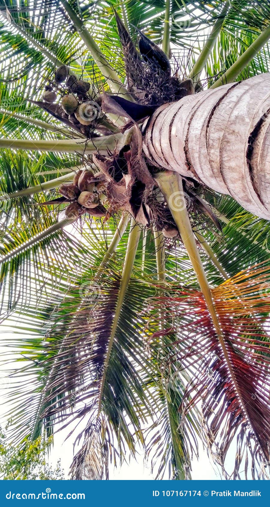 Coconut tree stock photo. Image of tree, wallpaper, coconut - 107167174