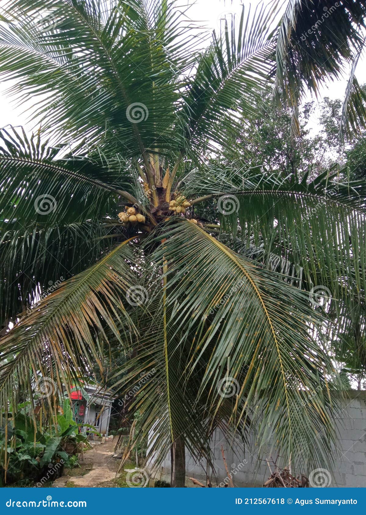 Coconut Tree in the Backyard Garden Stock Photo Image of leaf, plant