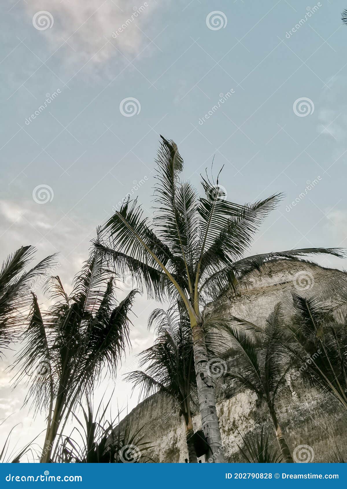 Coconut Tree in Bali Island View from the Bottom Stock Photo Image of