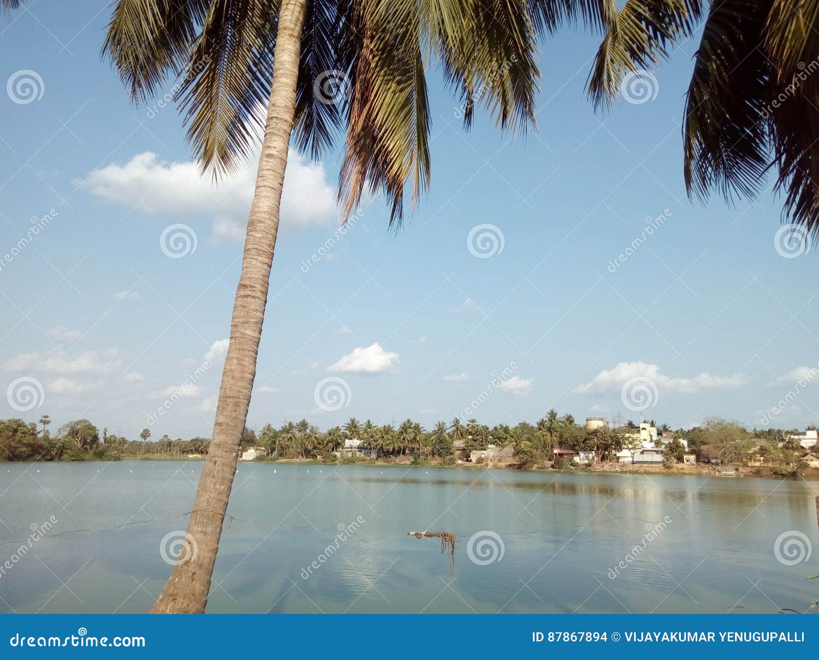 The Coconut Tree on the Bank of the Lake Stock Photo Image of bank