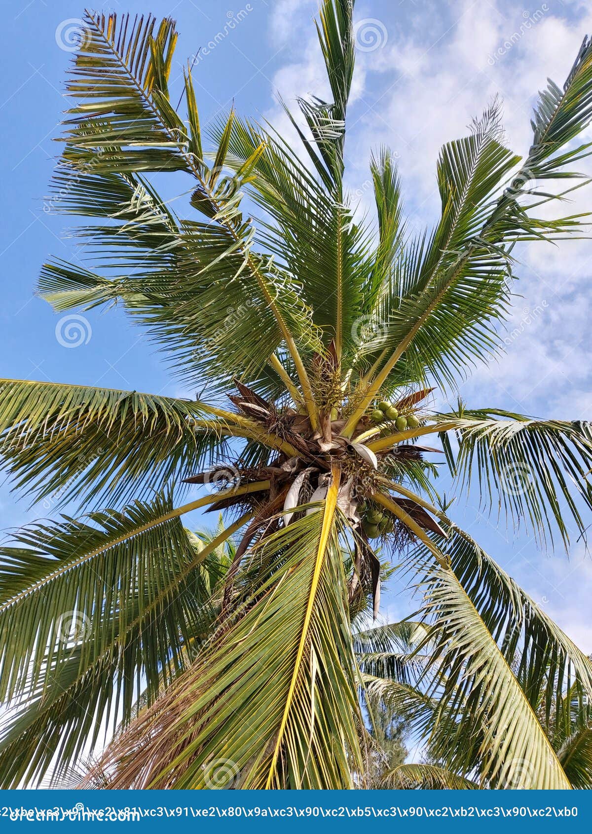 Coconut Tree on the Beach of Hainan Island Stock Photo - Image of reef ...