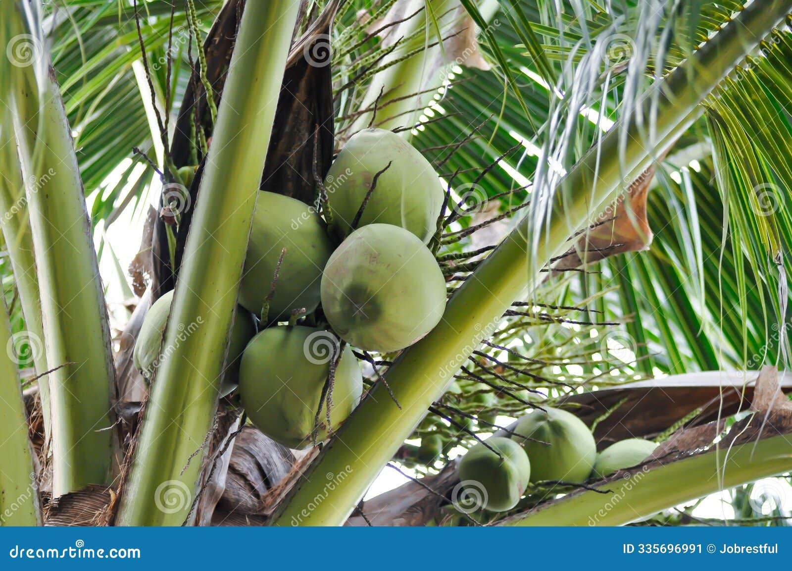 Coconut Tree or Cocos Nucifera L , ARECACEAE and Coconut Seed Stock