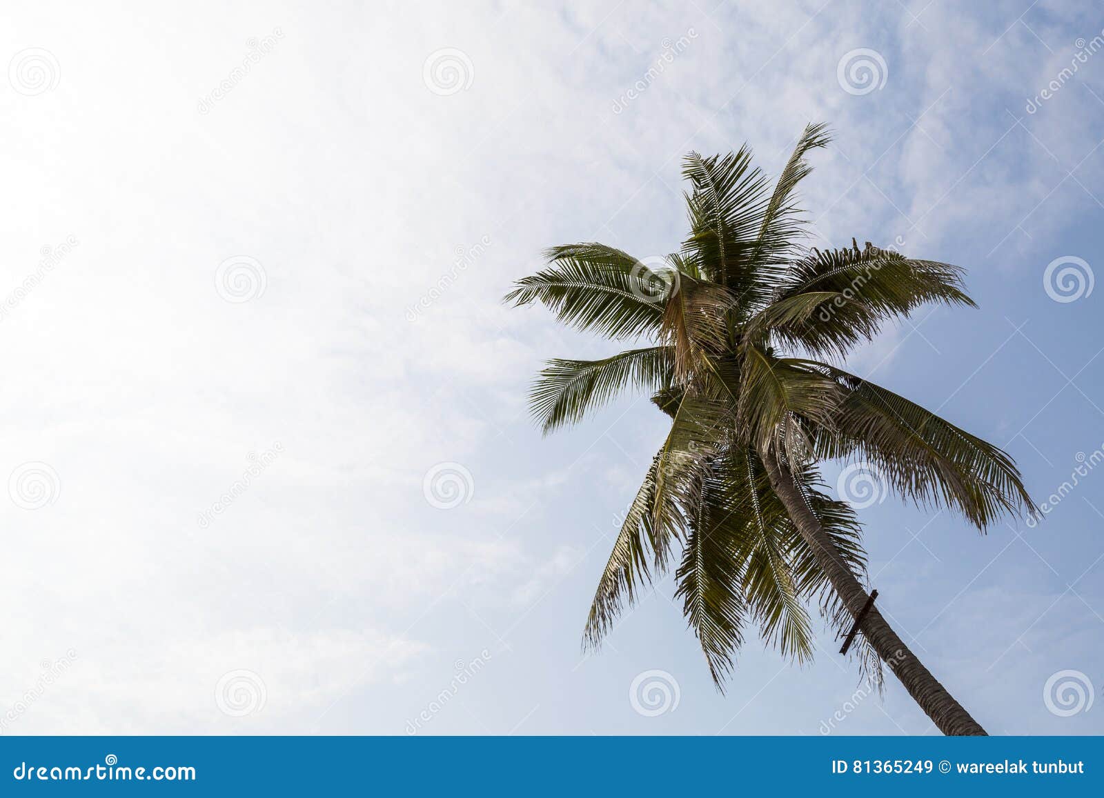 Coconut Tree with Coludy Sky and Surfaced Stock Image - Image of grow ...