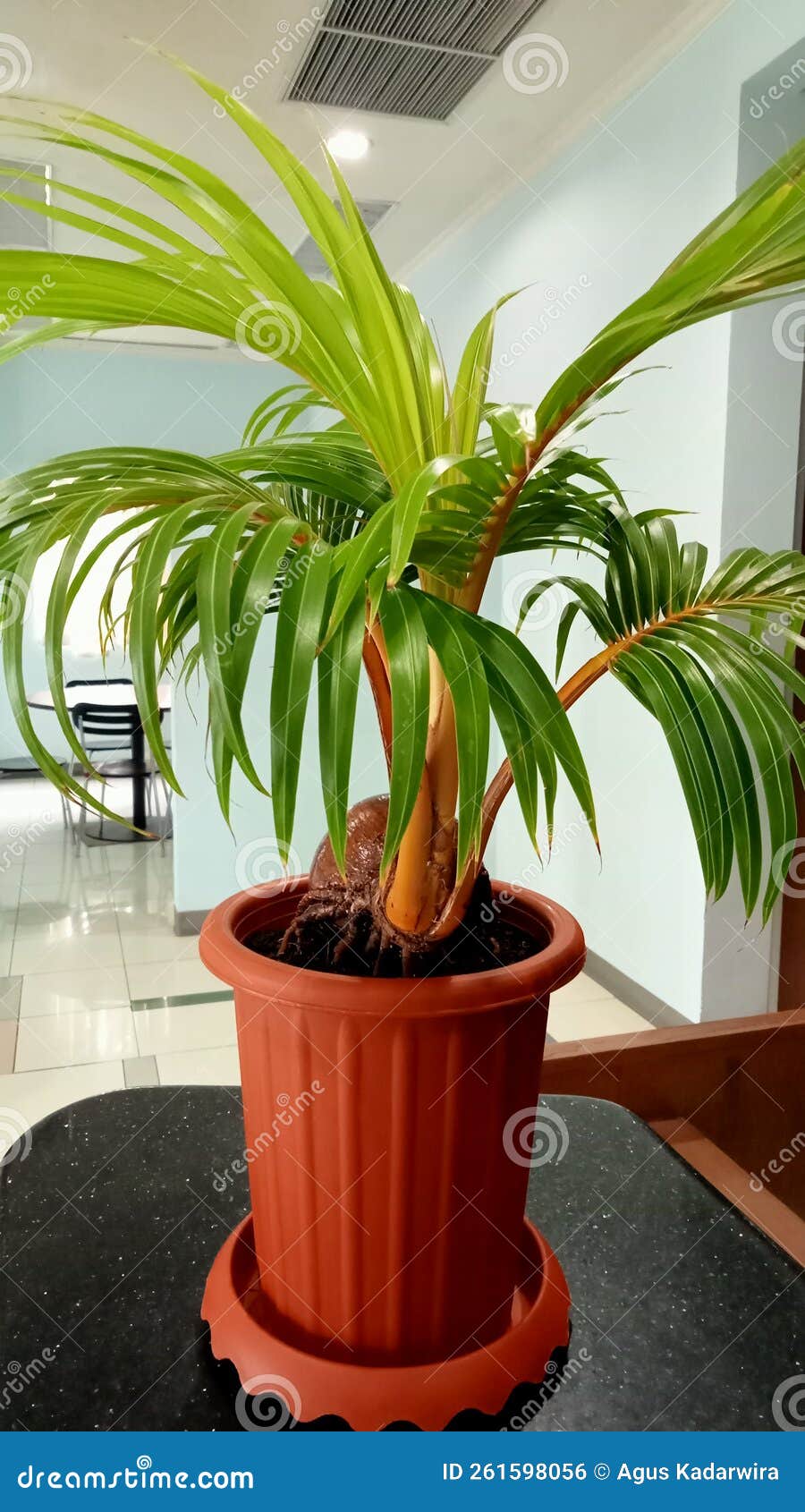 Coconut Tree for Decoration Office Room Stock Photo Image of room