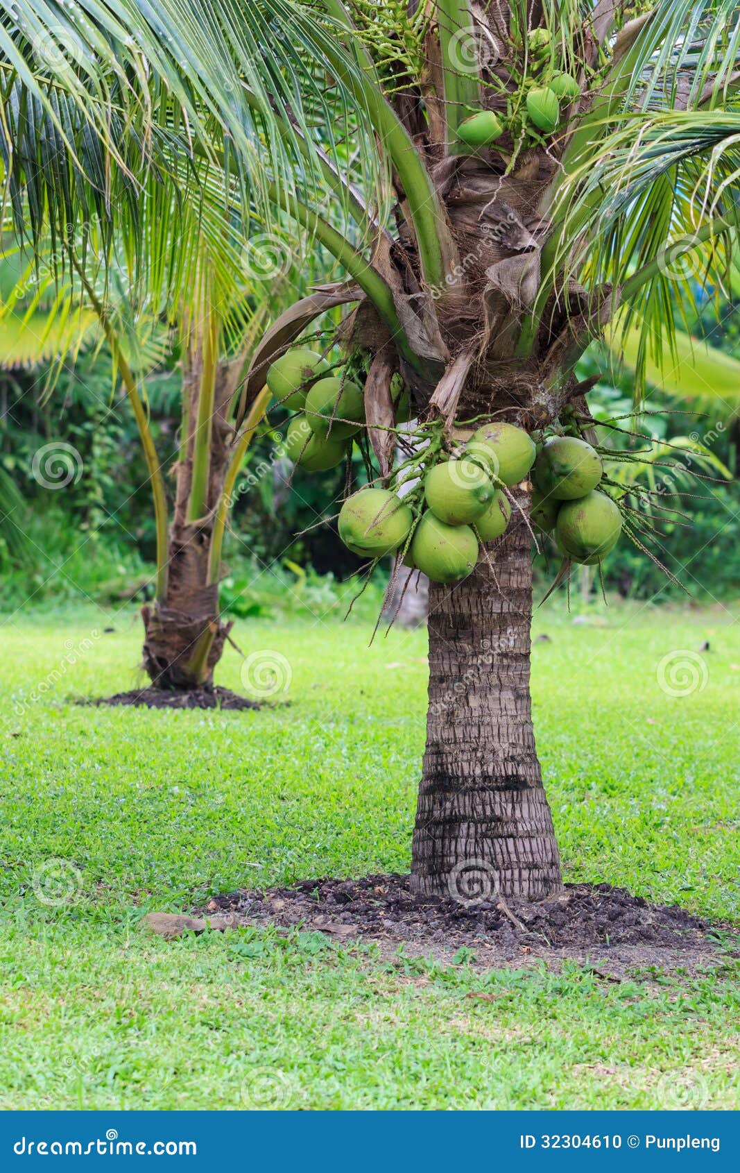 Coconut Tree, Dwarf Variety in Plantation Stock Photo - Image of ...