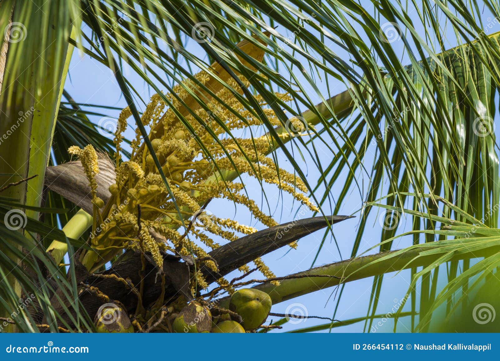 Coconut tree flower stock photo. Image of tree, natural 266454112