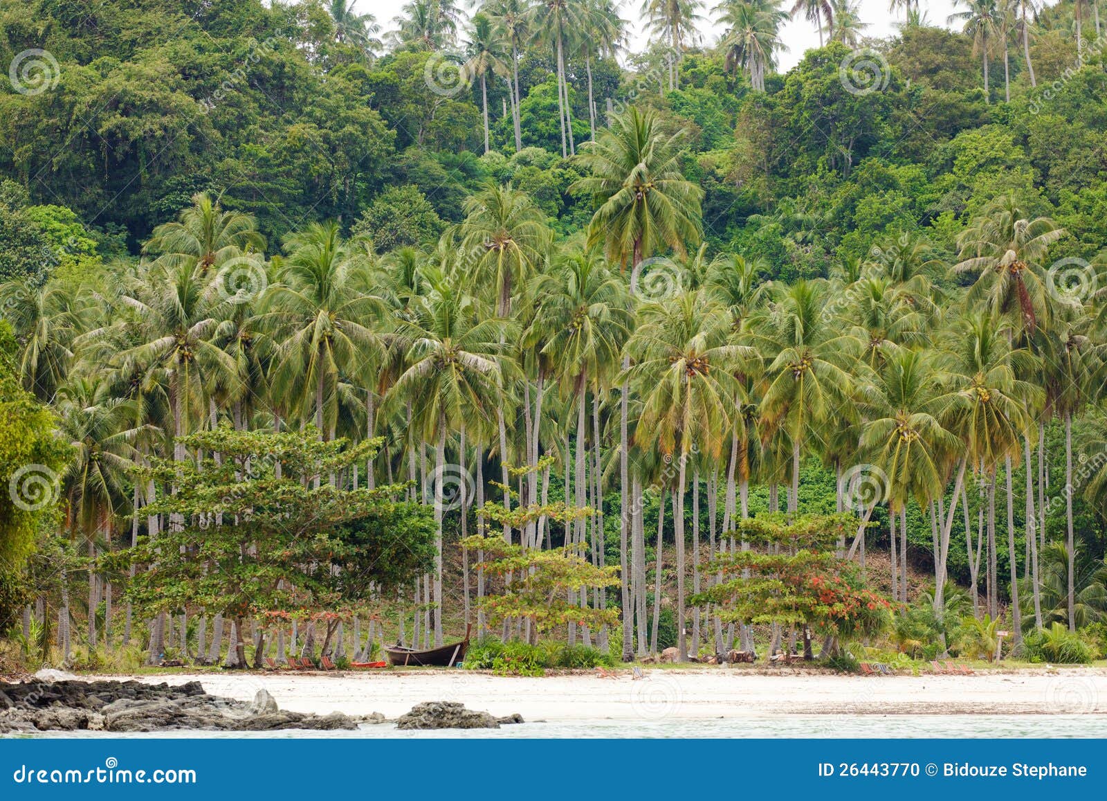 40,925 Coconut Tree Forest Stock Photos Free & RoyaltyFree Stock Photos from Dreamstime