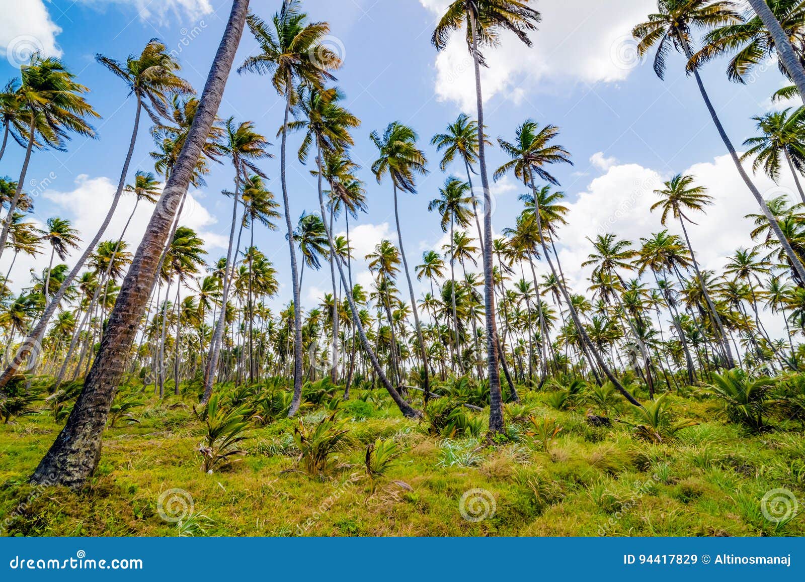 coconut tree forest plantation field farm mayaro manzanilla trinidad and tobago