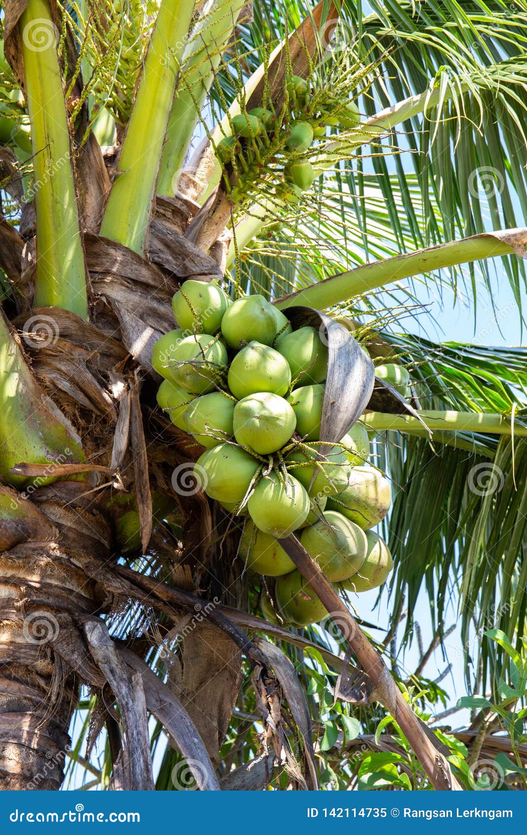 Coconut Tree with Coconut Fruit Stock Image Image of hanging, farm