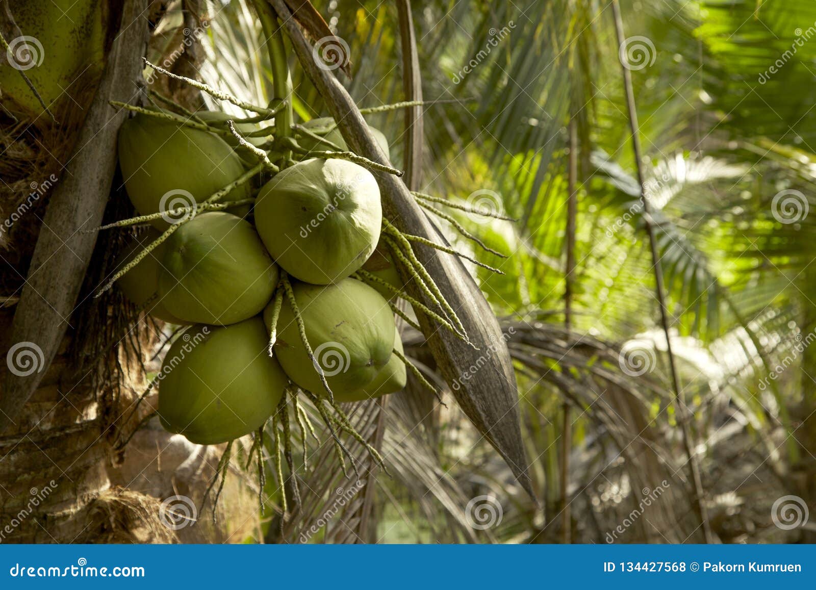 Coconut Tree with Coconut Fruits Stock Photo Image of outdoors