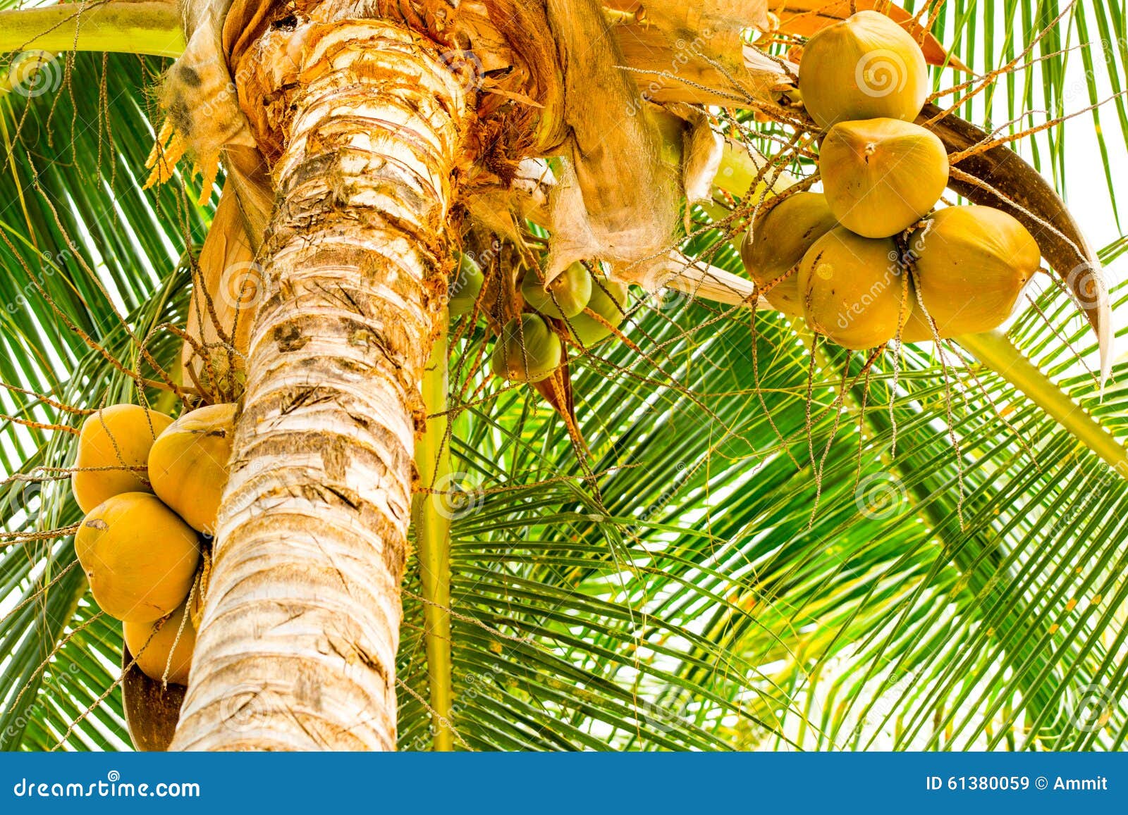 Coconut Tree with Fruits stock image. Image of flora 61380059