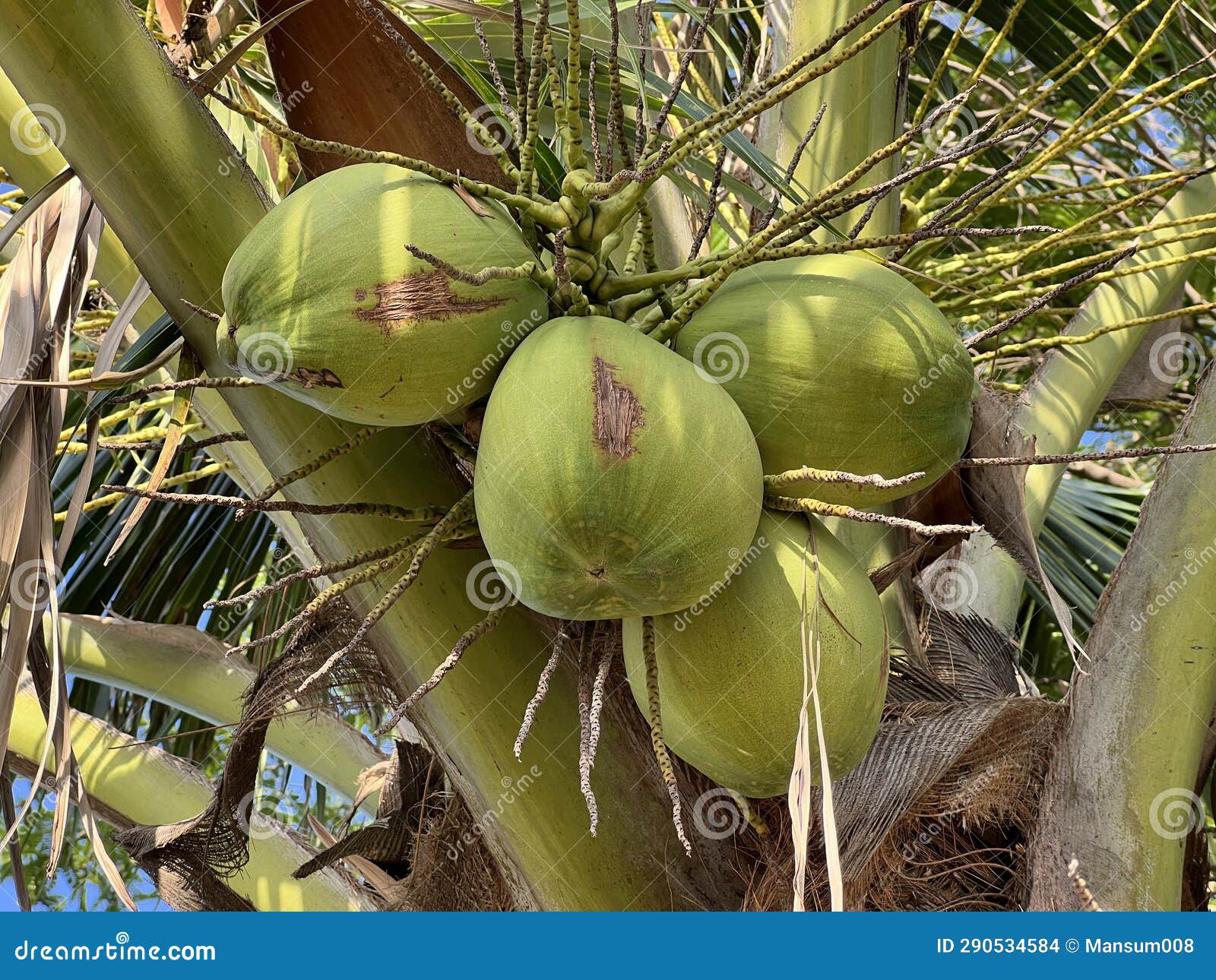 Coconut Tree with Fruits in Nature Garden Stock Photo Image of leaf, plant 290534584