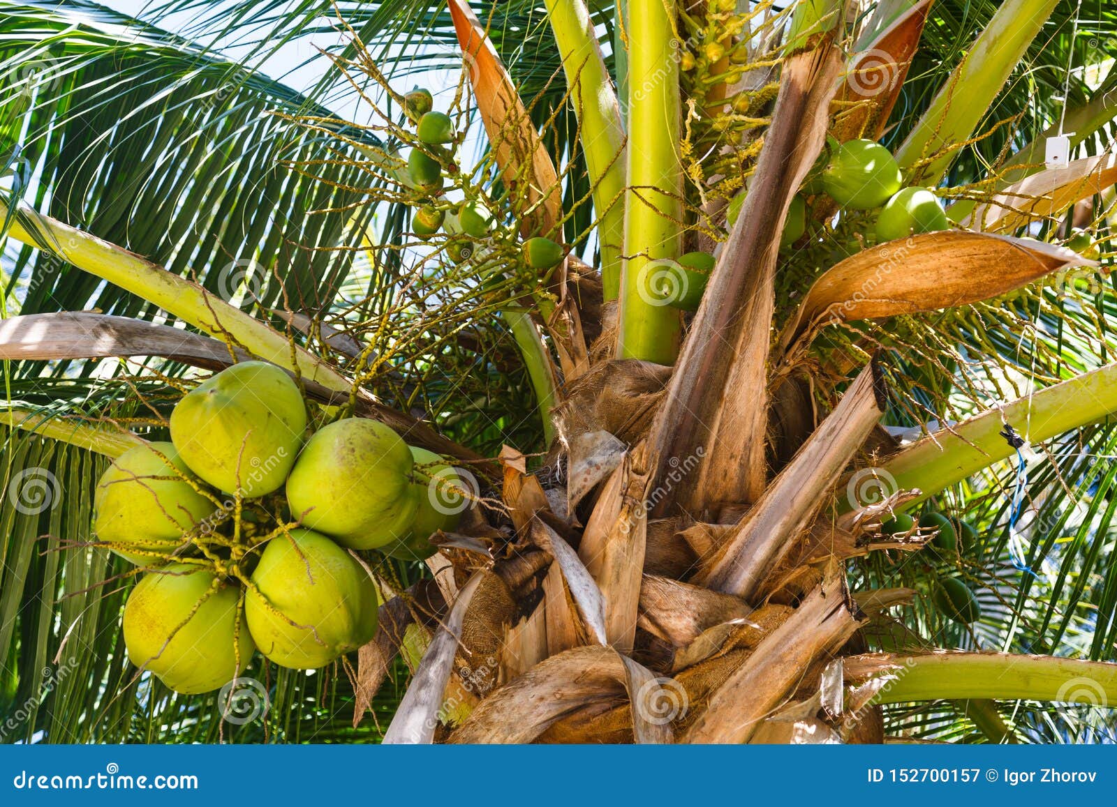 Coconut tree with fruits stock image. Image of nutrition 152700157