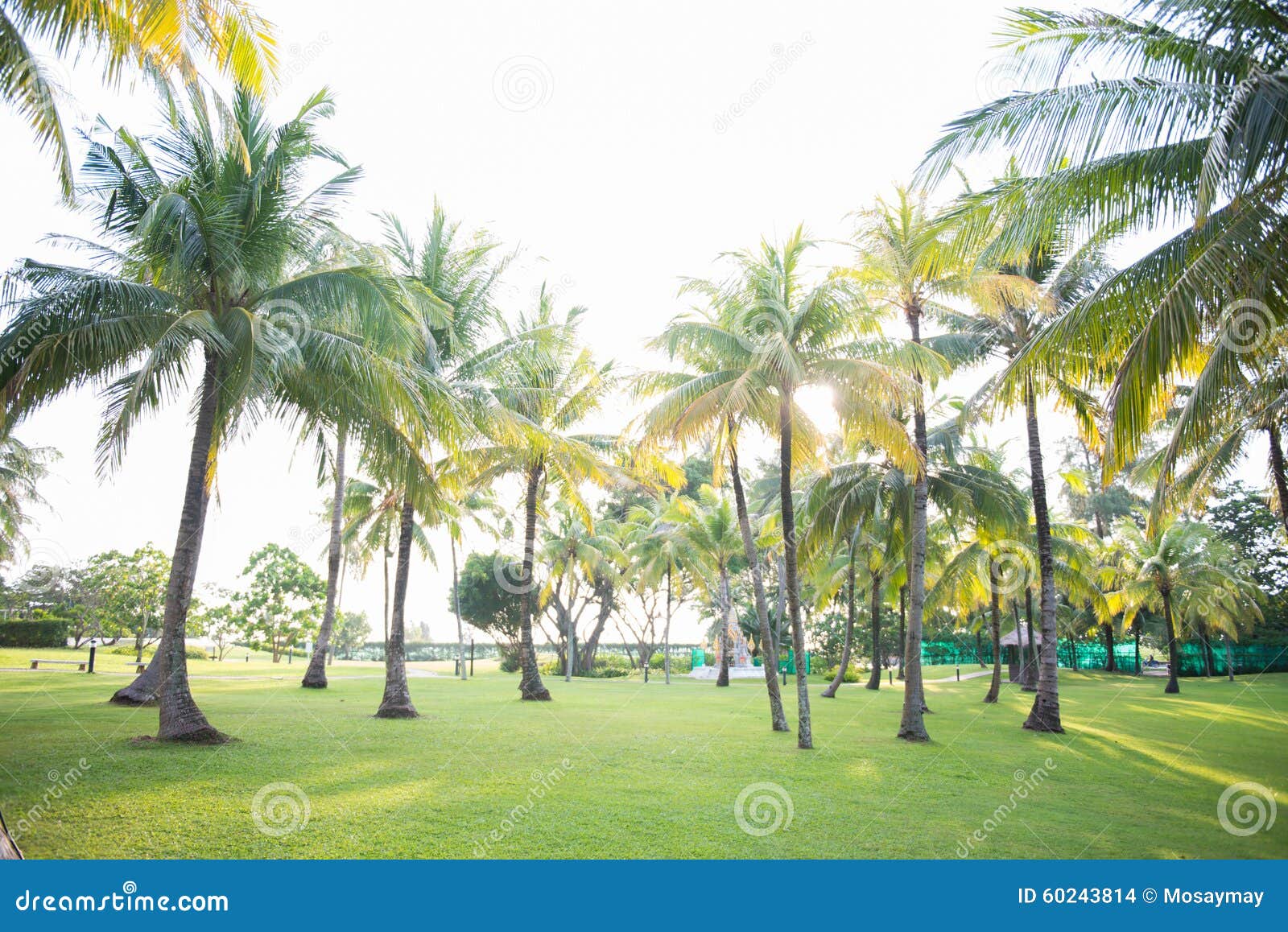Coconut tree in the garden stock photo. Image of outdoor 60243814