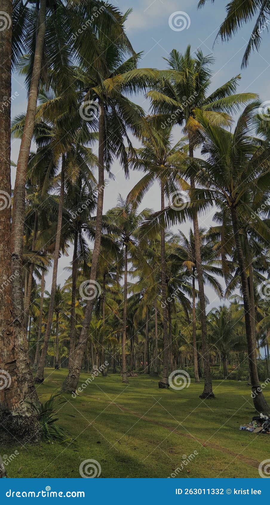 Coconut Tree with Grass and Trash Stock Photo Image of attanding