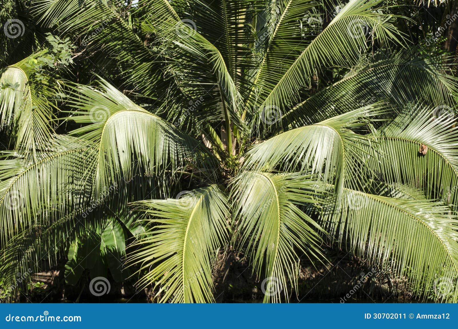 Coconut Tree with Green Leaves Coconut Stock Image Image of hedge