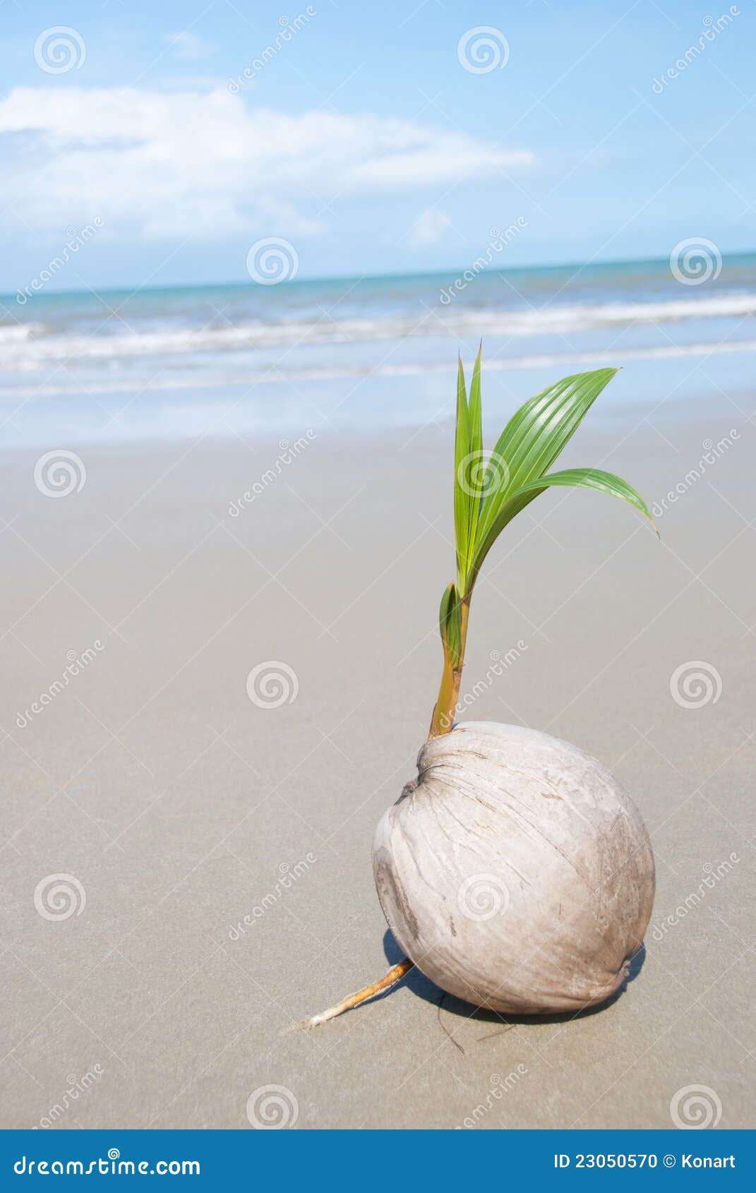 Coconut Tree Growing on Empty Tropical Beach Stock Photo - Image of ...