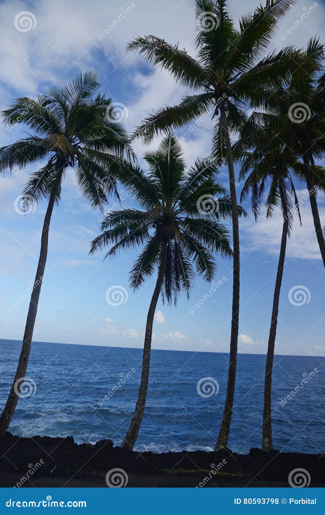 Coconut tree in Hawaii stock photo. Image of travel, lawn 80593798