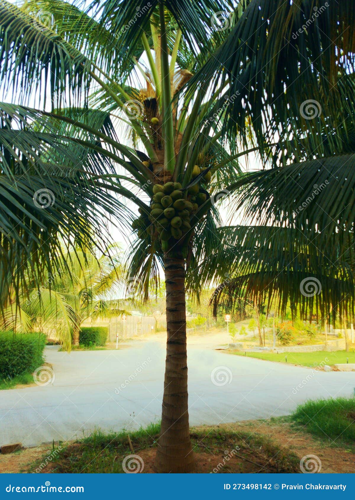 Decorate Coconuts Stock Photos - Free & Royalty-Free Stock Photos from  Dreamstime