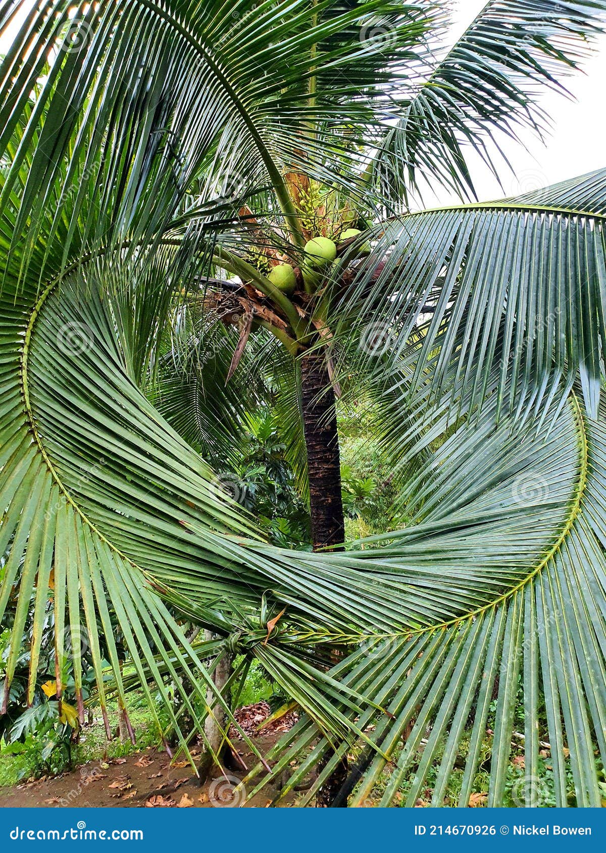 Coconut tree in Jamaica stock photo. Image of coconut 214670926