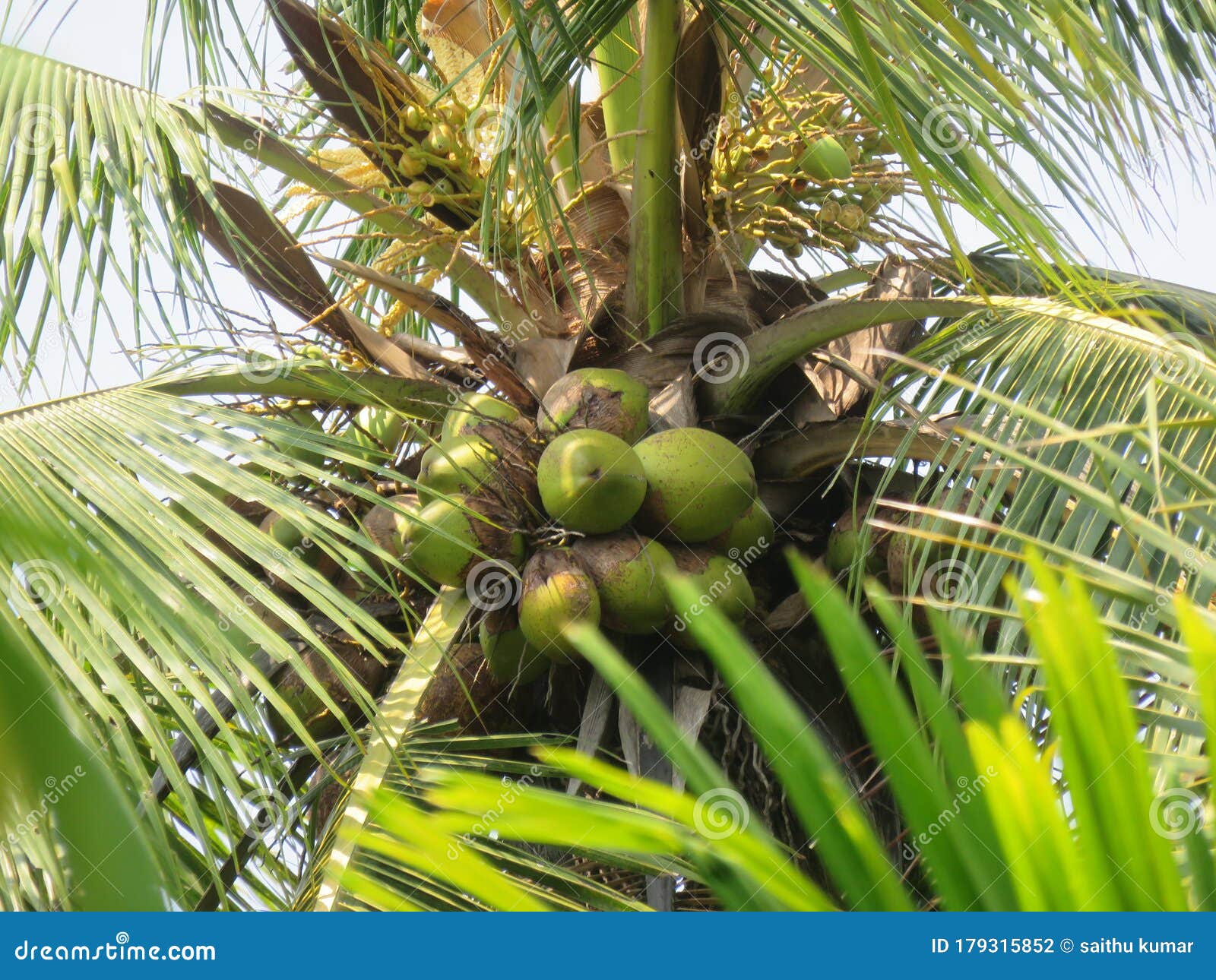 Coconut tree of kerala stock photo. Image of tree, coconut 179315852