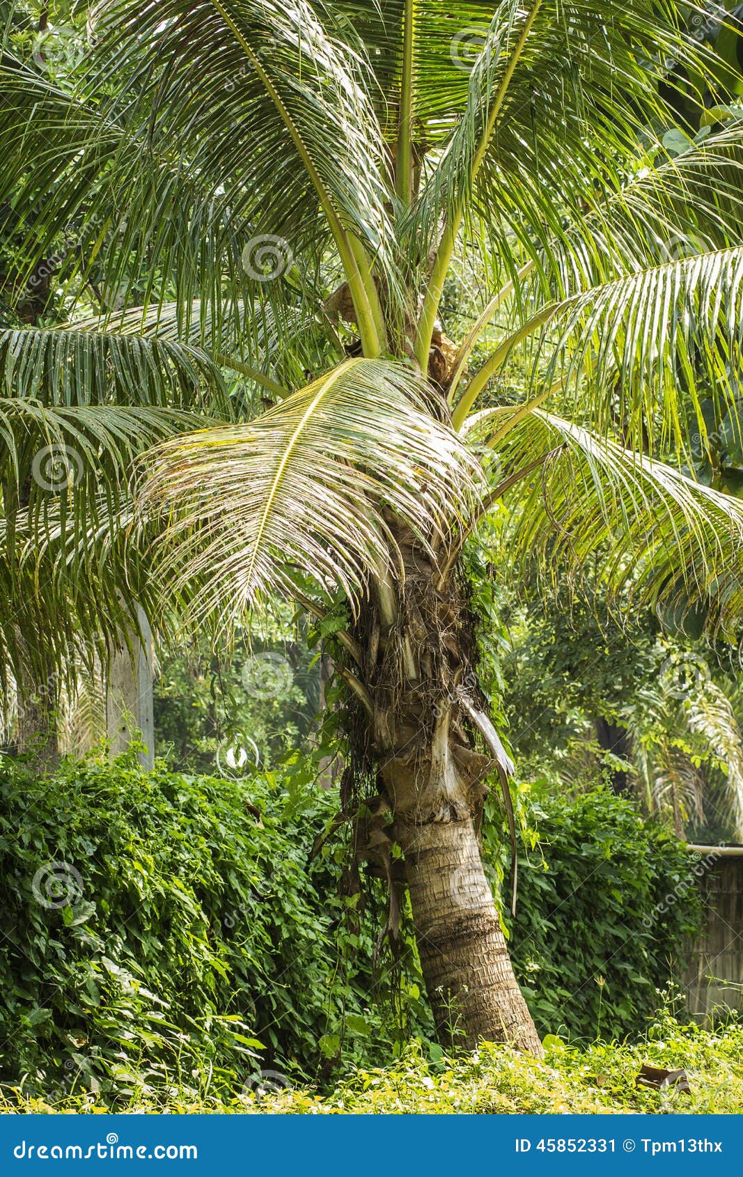 Coconut tree stock image. Image of healthy, fruit, edible 45852331