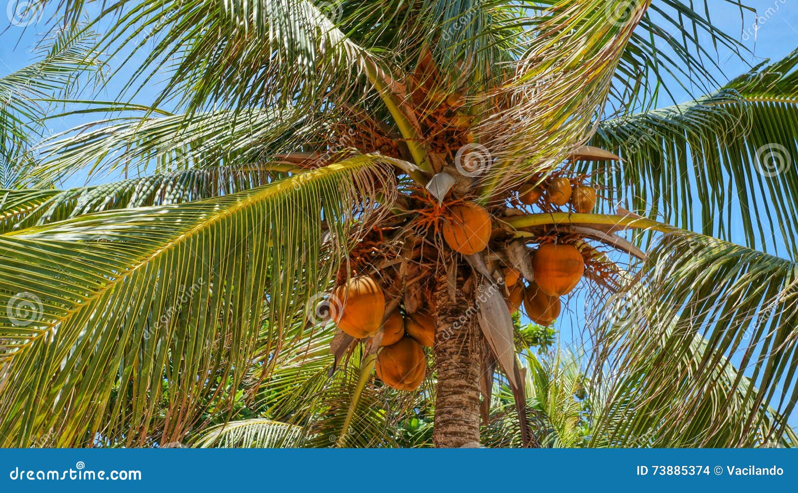 Coconut Tree with Orange Coconuts Stock Photo Image of botany, feed
