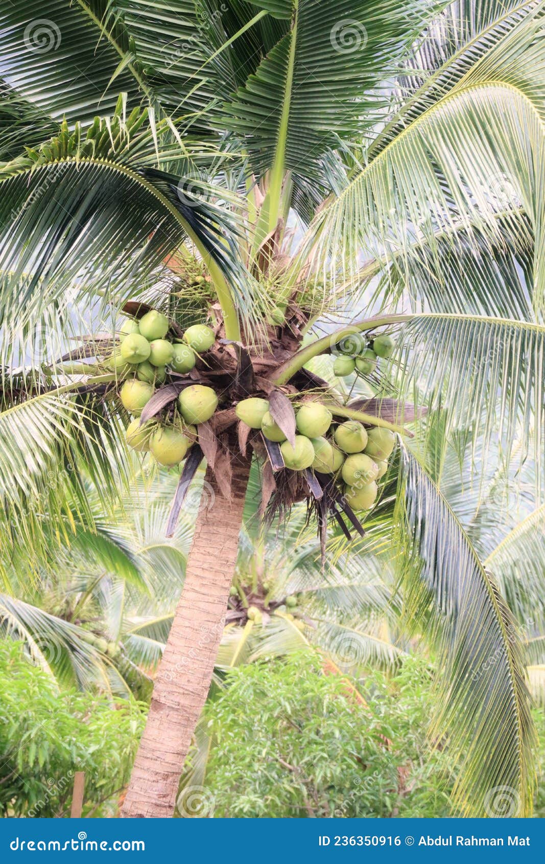 A coconut tree fruits stock photo. Image of malaysia 236350916
