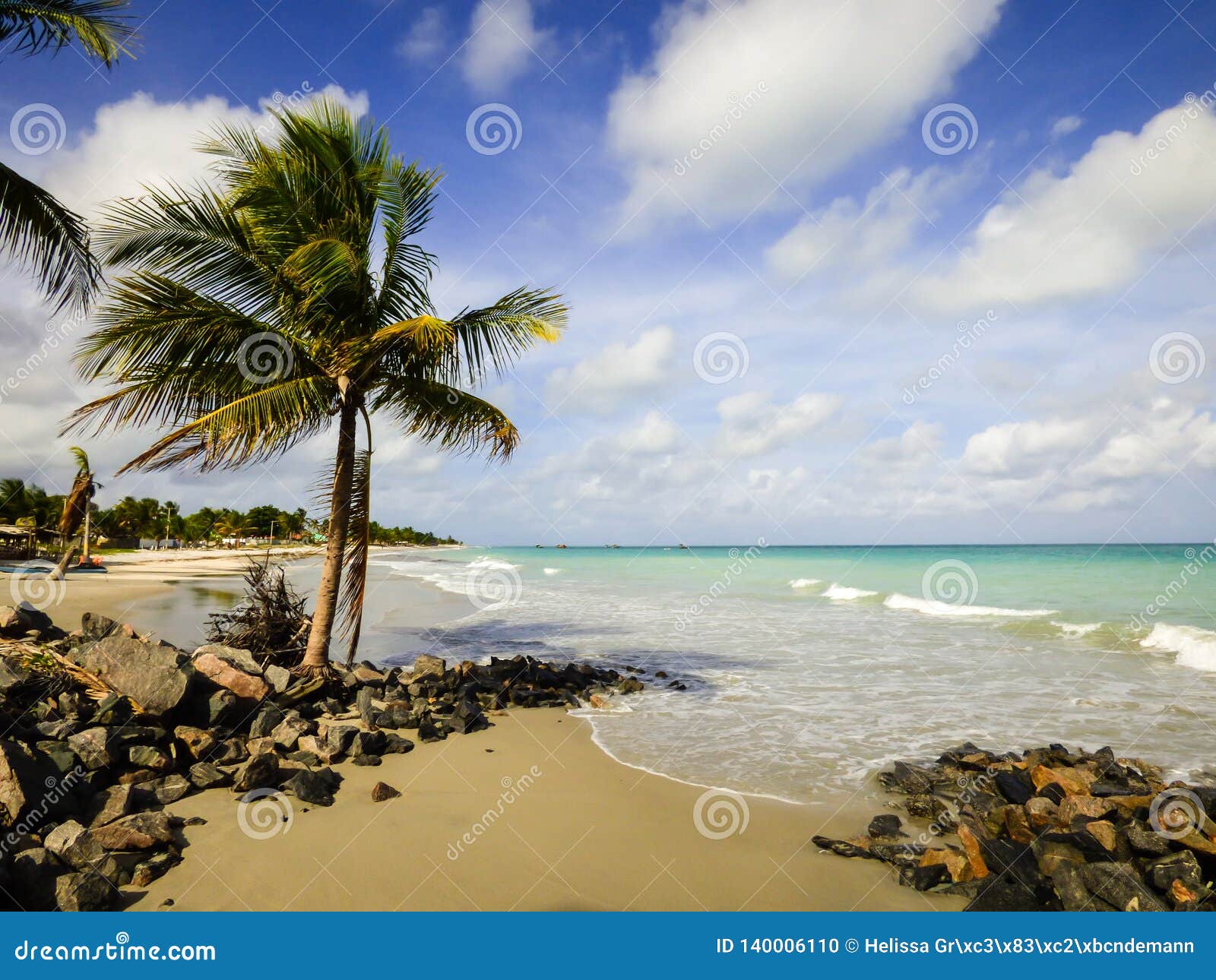 coconut tree at rio ambar beach on itamaraca island