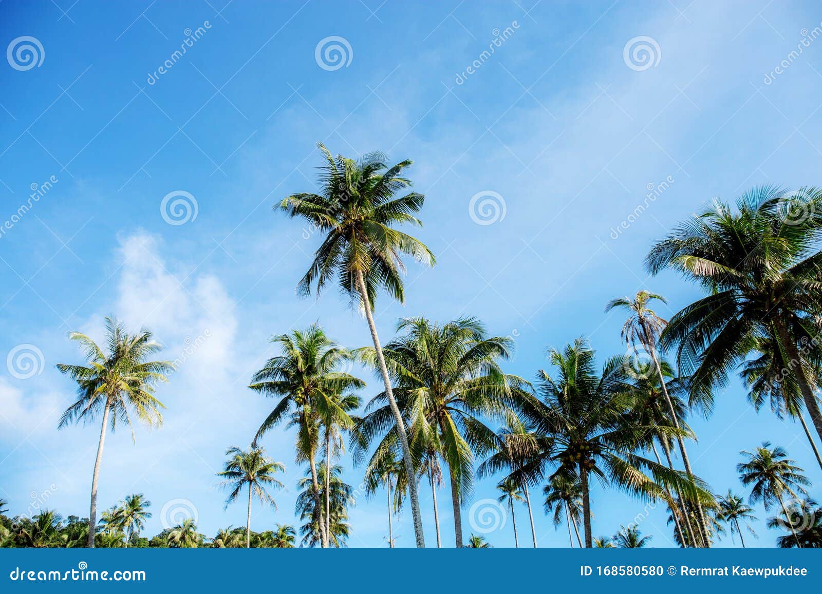 Coconut tree at sky stock photo. Image of pastel, cloud - 168580580