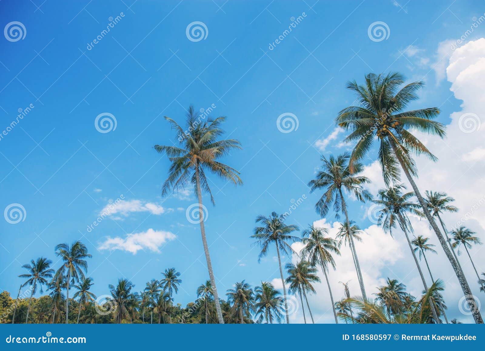 Coconut Tree with Sky at Sea Stock Image - Image of nature, beauty ...