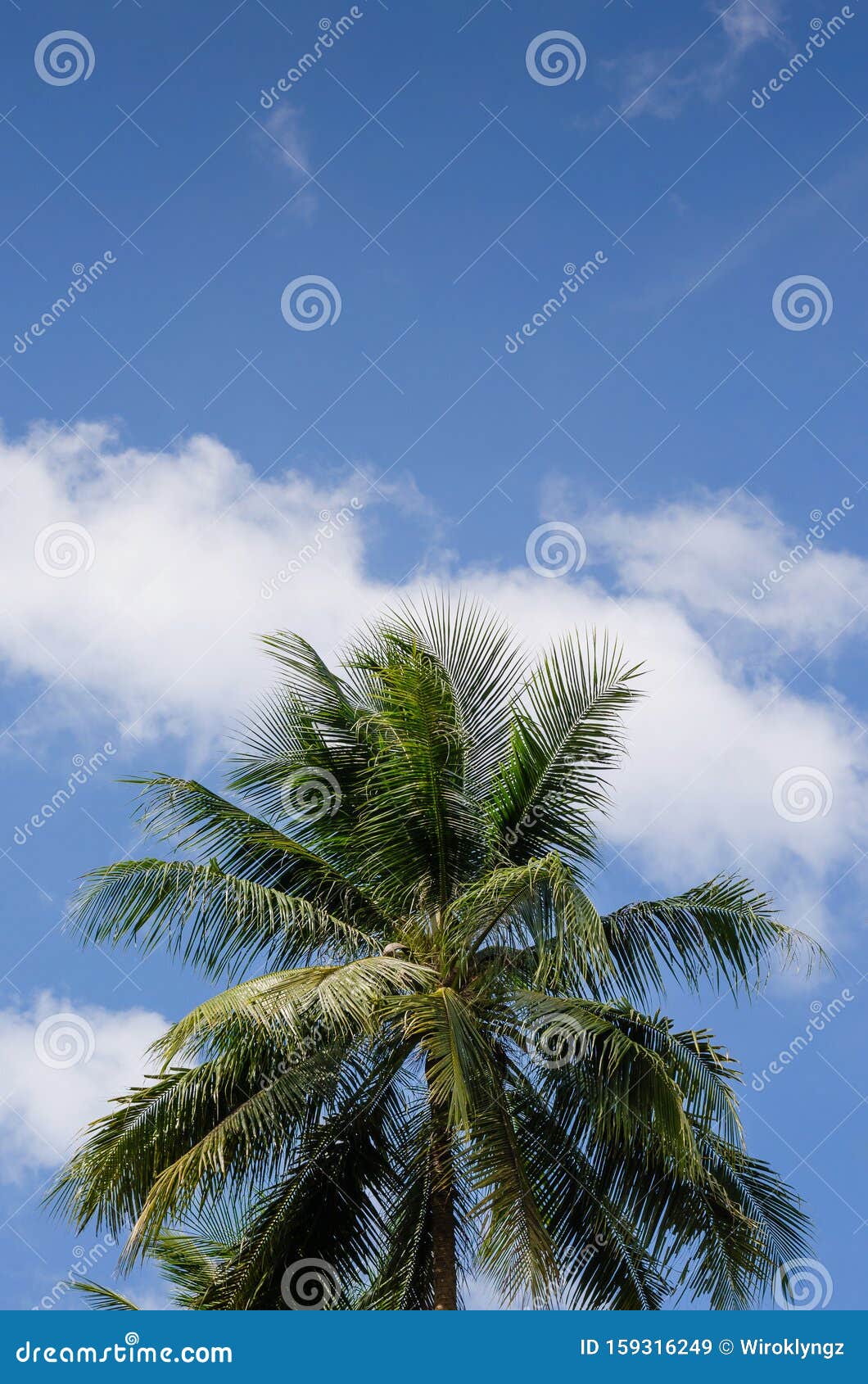 Coconut Tree in Sunlight. stock image. Image of wallpaper - 159316249