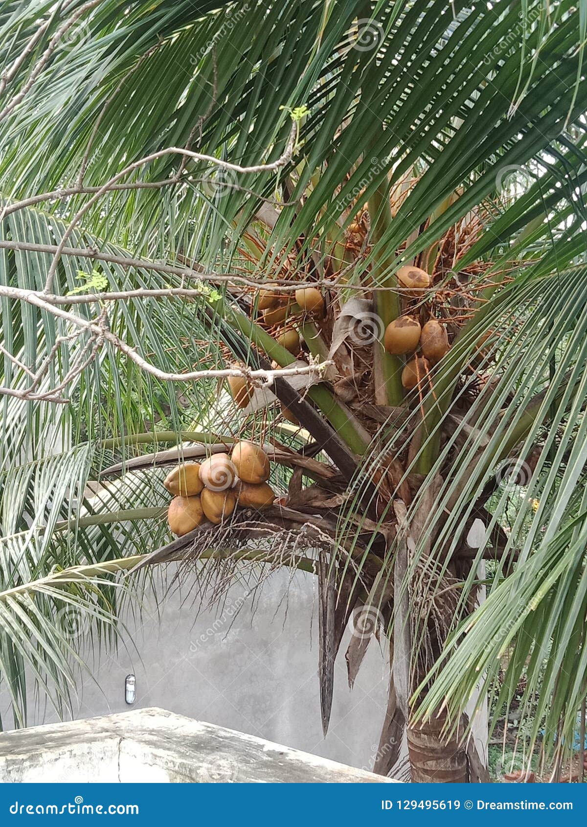 Coconut tree stock image. Image of thenai, india, tamilnadu 129495619