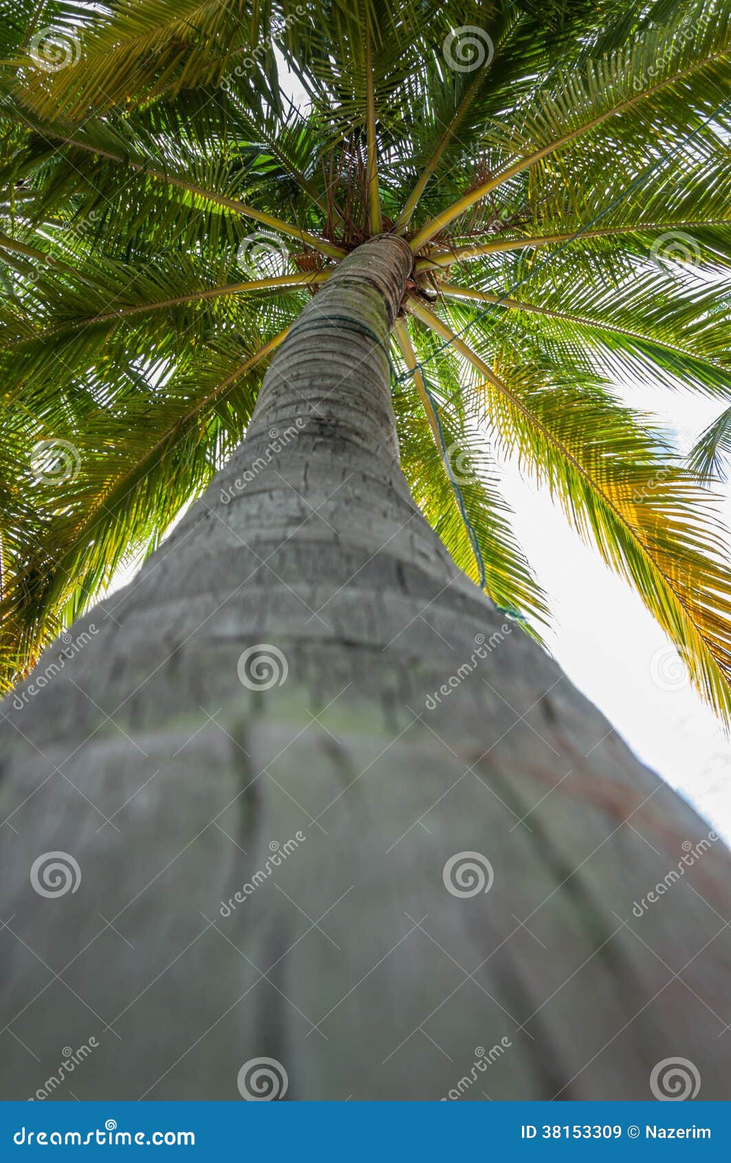 Coconut tree top stock image. Image of exotic, color - 38153309