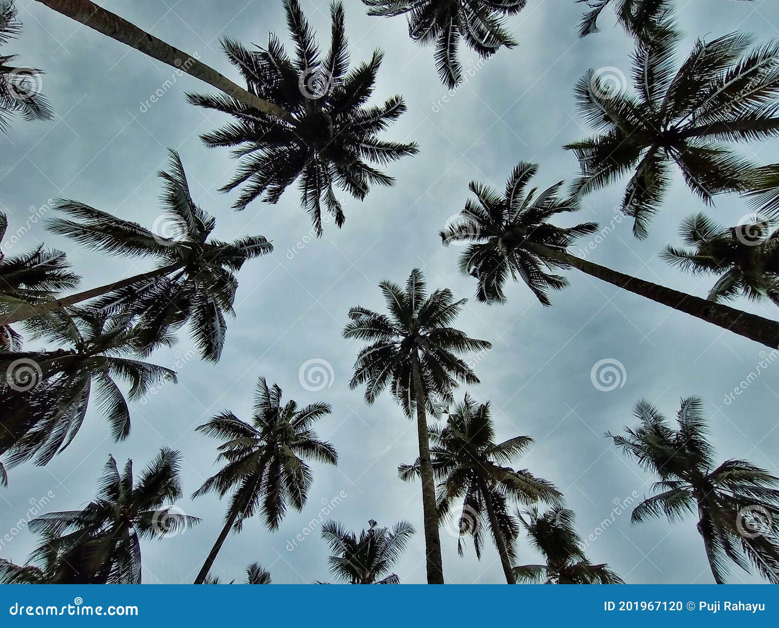 Coconut Tree in Tropical Countries Stock Photo Image of twig, nature