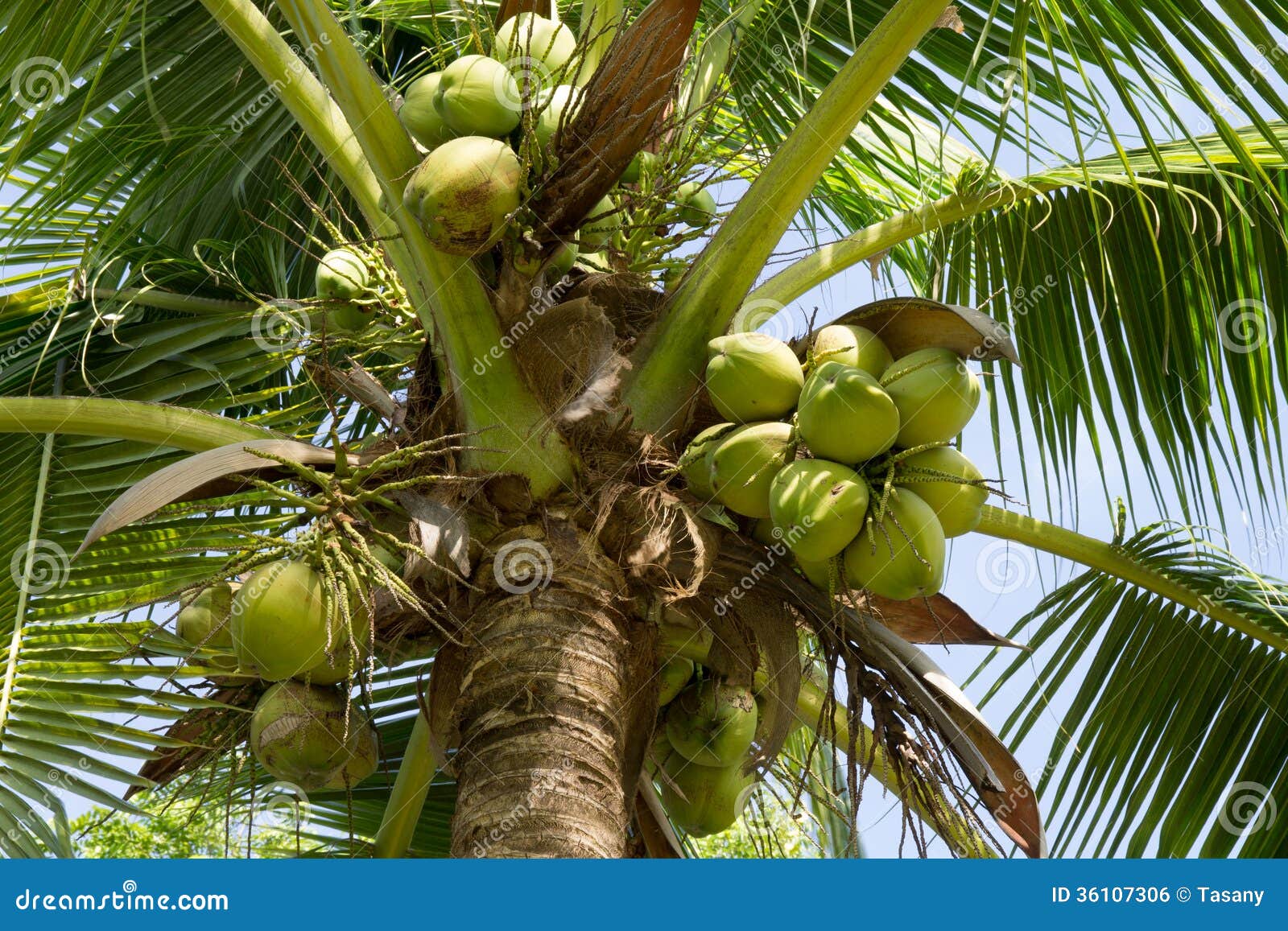 Coconut tree stock photo. Image of plant, green, tree - 36107306