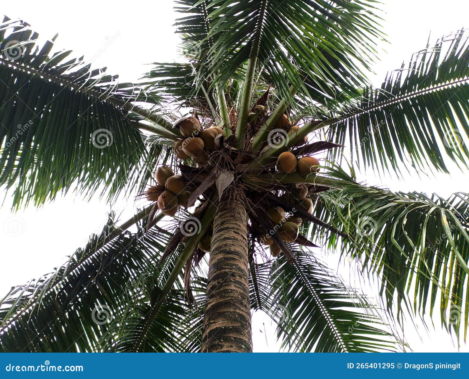 A Coconut Tree with Yellow Fruit Stock Image Image of coconut, fruit