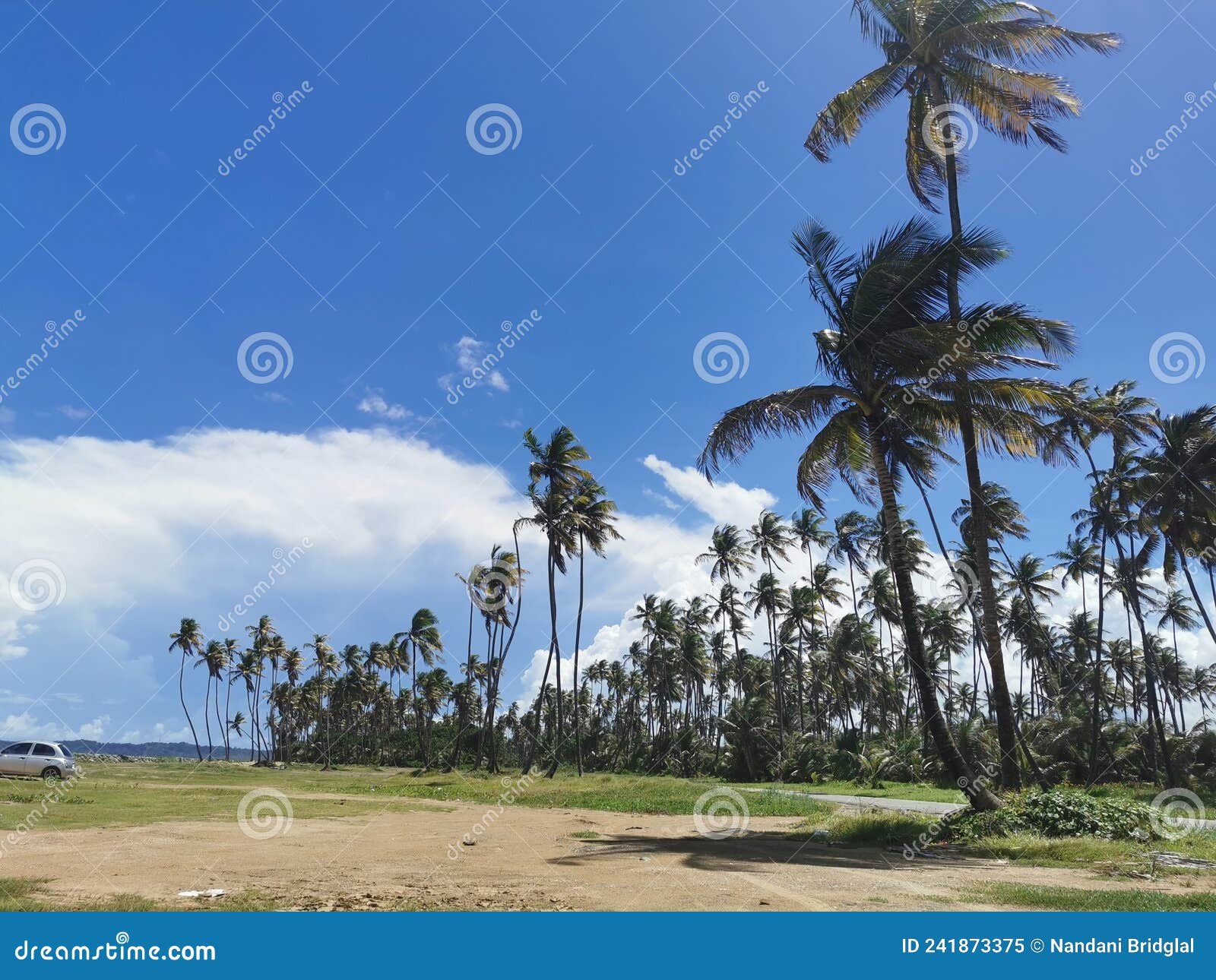 coconut trees along the manzanilla beach, trinidad and tobago