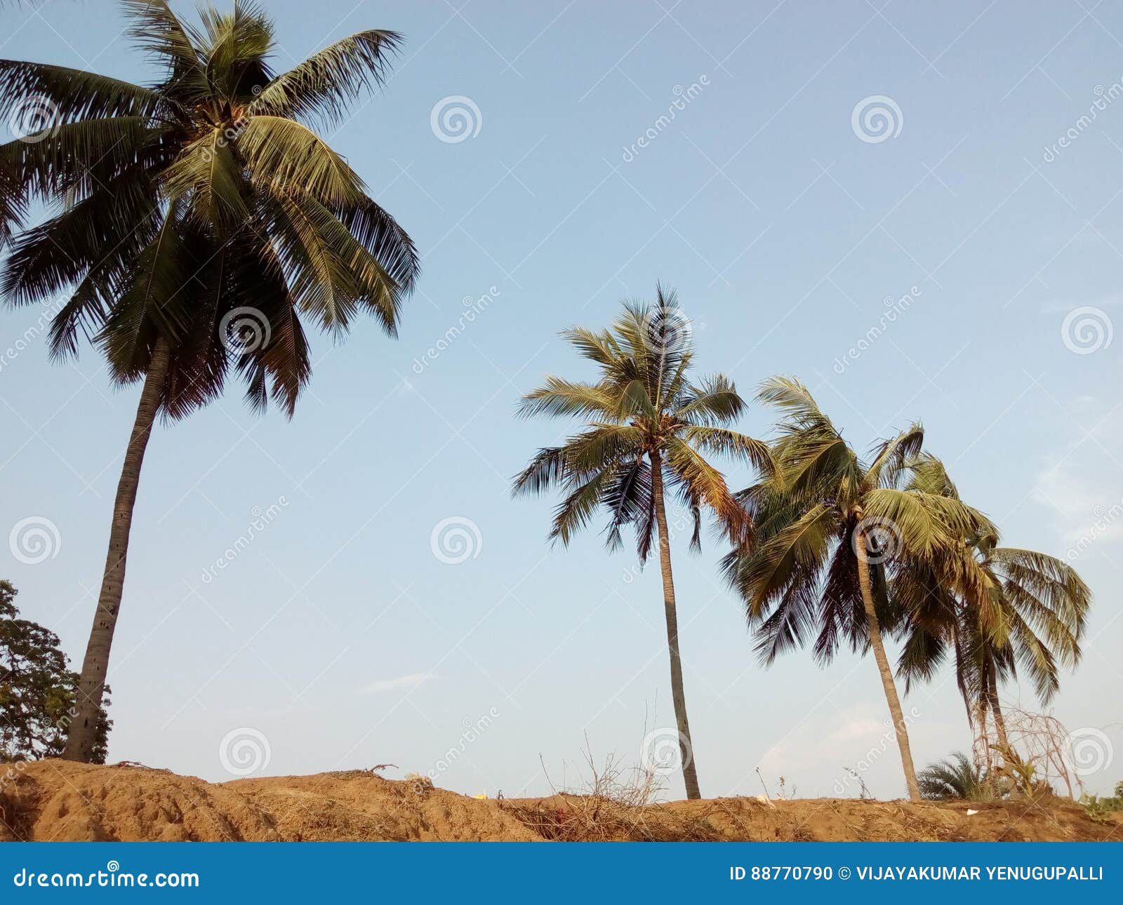 The Coconut Trees on the Bank of a Lake Stock Photo Image of awesome