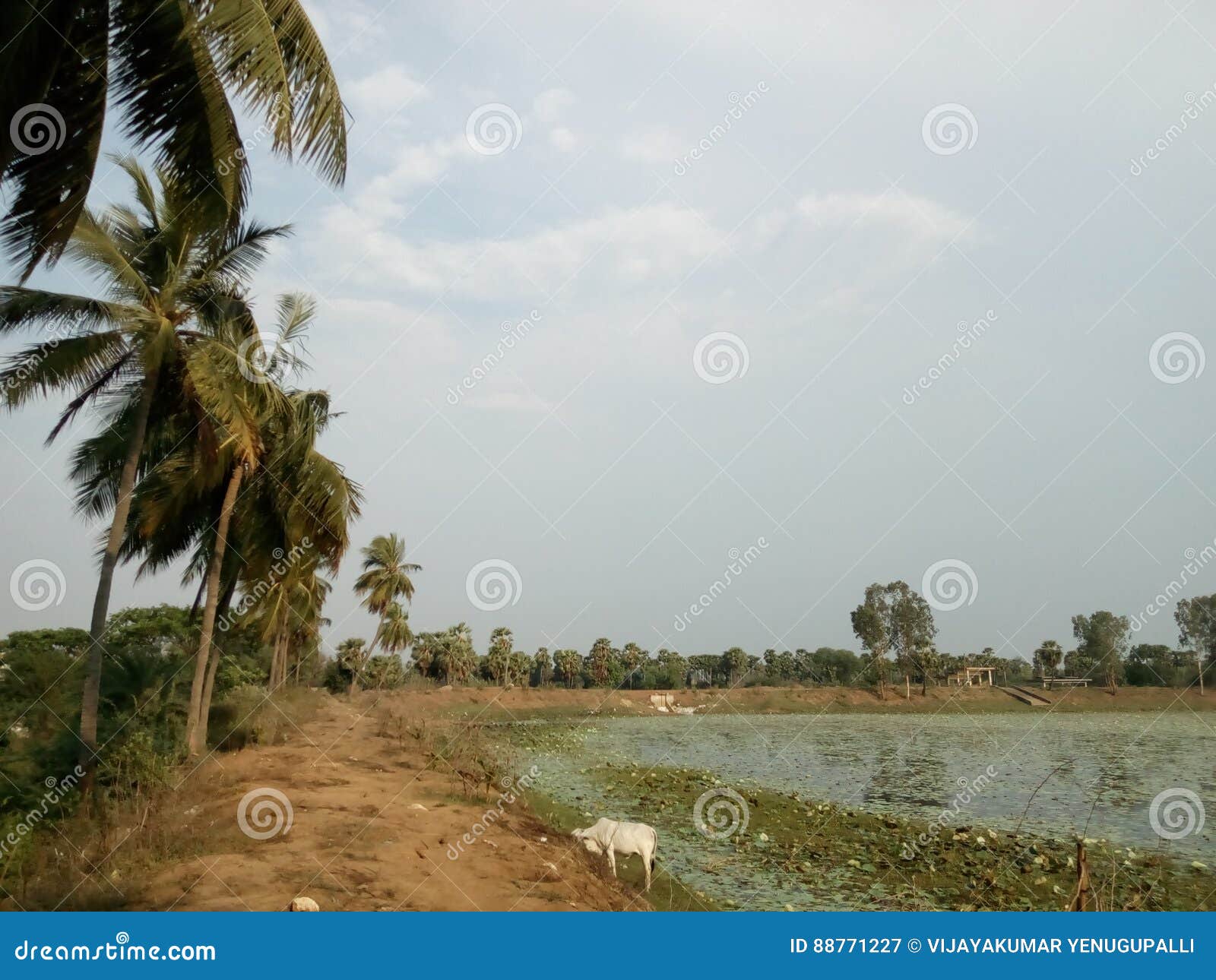 The Coconut Trees on the Bank of the Lake Stock Image Image of view